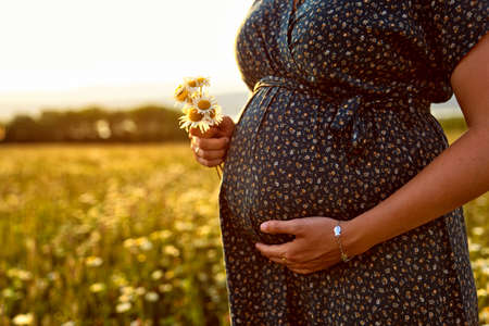 A Close up of pregnant belly in nature holding Daisyの写真素材