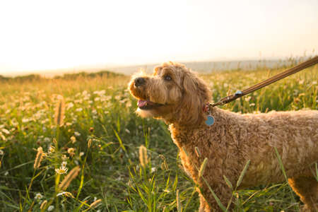 A cute dog at the sunset having fun as a puppy in a parkの写真素材