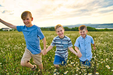 Beautiful brother boy in daisy field on sunset, summertimeの写真素材