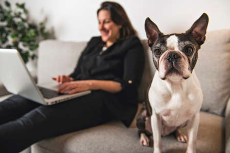 business Woman with is Boston Terrier on the living room with laptop