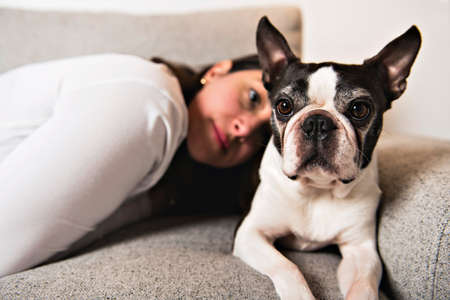 Woman with is Boston Terrier on the living roomの写真素材