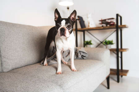 Beautiful boston terrier dog on the home sofaの写真素材