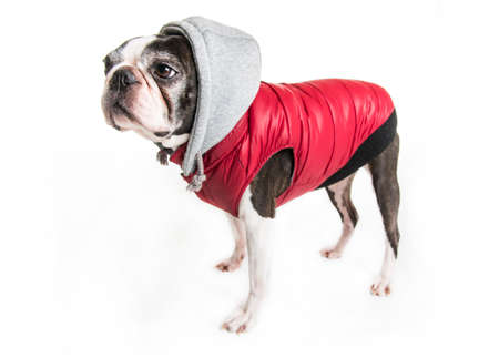 Beautiful boston terrier dog on white background wearing winter coatの写真素材