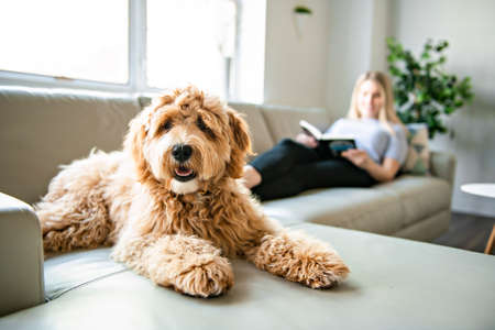 woman with his Golden Labradoodle dog reading at homeの写真素材