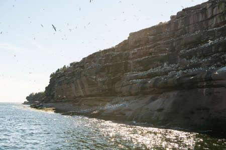 Flock of seagull birds swimming and flying by Bonaventure island cliff in Perceの写真素材