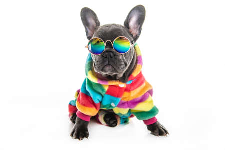 Black French bulldog puppy over a white background with funny glassesの写真素材