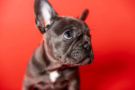 Black French bulldog puppy over a red backgroundの写真素材