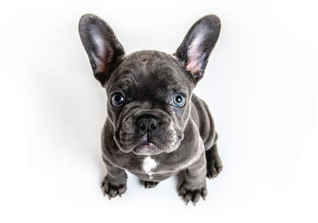 Black French bulldog puppy over a white backgroundの写真素材