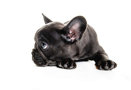 Black French bulldog puppy over a white backgroundの写真素材