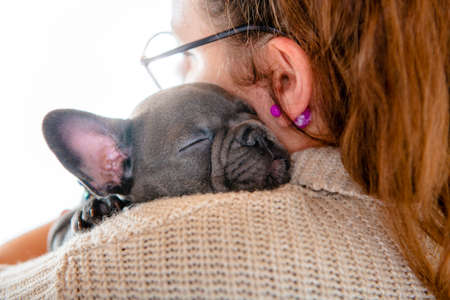 Black French bulldog puppy Sleep over a white background.