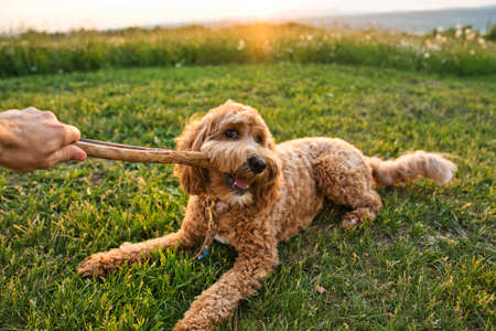 A cute dog at the sunset having fun as a puppy in a park play with woodの写真素材