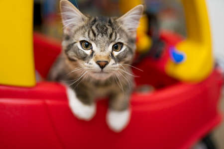 cute simple cat at home basementの写真素材