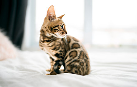 Little Baby Bengal kitty at home bed