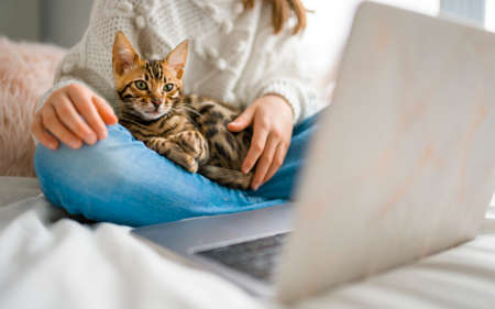bengal cat with Child on computers sit bed at homeの写真素材