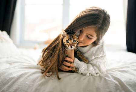 Bengal cat in the bed room with child girlの写真素材