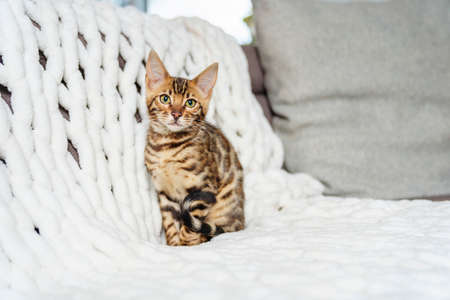 Little Baby Bengal kitty at home sofaの写真素材