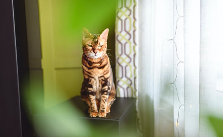Bengal cat like a leopard sneaks at home with green plant in frontの写真素材