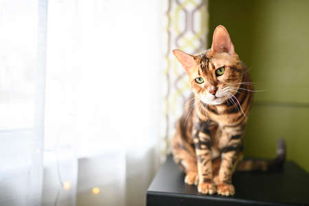 Bengal cat like a leopard sneaks at home