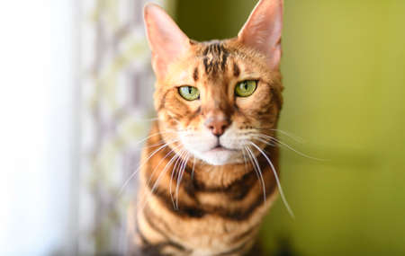 Bengal cat like a leopard sneaks at home