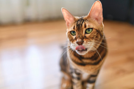 Bengal cat like a leopard sneaks at home