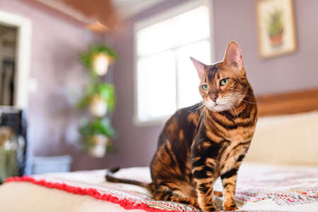 Bengal cat like a leopard sneaks at home bedroomの写真素材