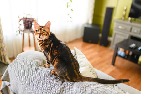 Bengal cat like a leopard sneaks at home