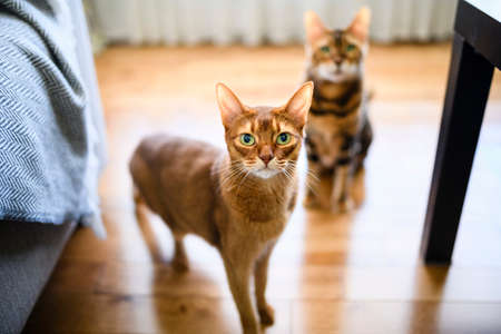 Abyssin and Bengal cat like a leopard sneaks at home