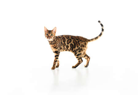 Cute Bengal Cat in studio white background