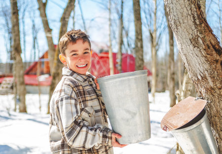 sugar shack, child having fun at maple shack forest collect maple waterの写真素材