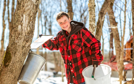 sugar shack, child having fun at maple shack forest collect maple waterの写真素材