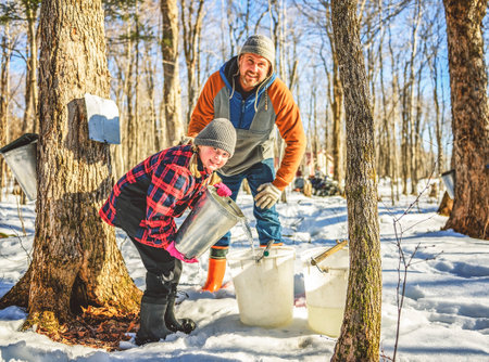 sugar shack, father and child having fun at mepla shack forest collect maple waterの写真素材