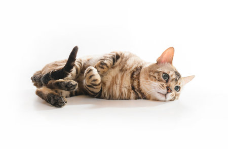 Snow White bengal posing on the white surfaceの写真素材