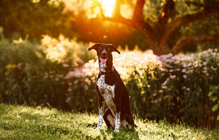 eurohound dog standing on a rock at sunset in front of a field.