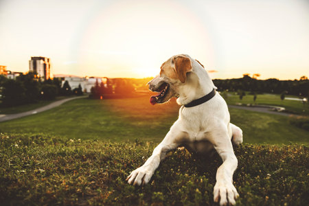eurohound dog standing on sunset in front of a field.