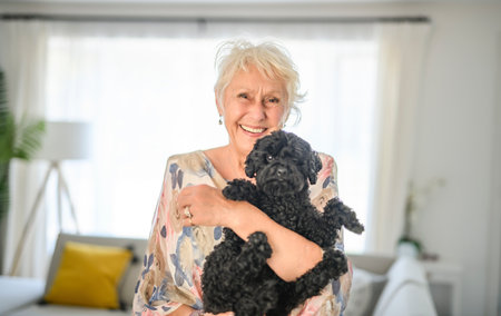 cute senior woman with poodle on the living roomの写真素材