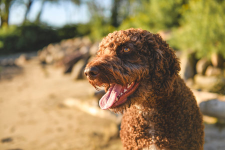 Portrait of one brown portuguese water dog outdoors on the beachの写真素材