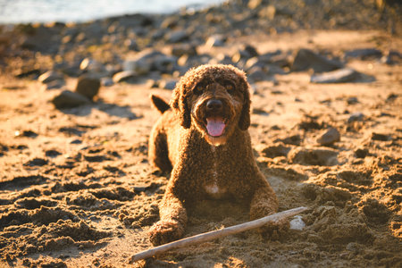 Portrait of one brown portuguese water dog outdoors on the beach with stick
