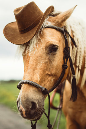 Brown horse with brown hat on headの写真素材