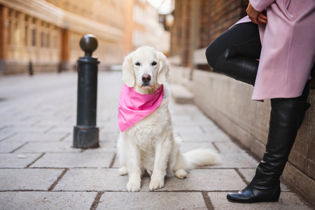 cute dog on a sunny day.の写真素材