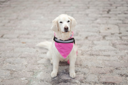 cute dog Golden Retriever on a sunny day.の写真素材