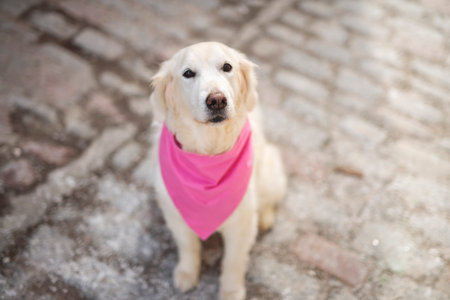 cute dog Golden Retriever on a sunny day.