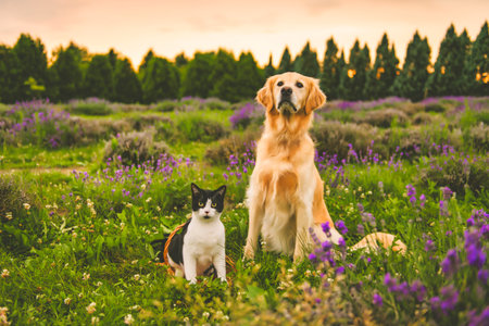 Golden Retriever and cat in the field with lavender flowers.