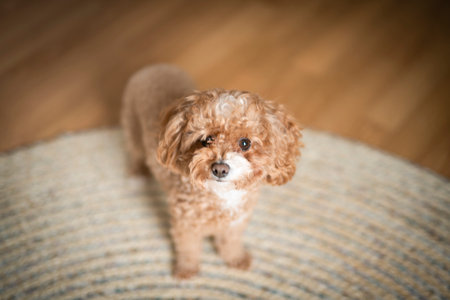 Full length high angle view of cute miniature red poodle sitting indoors in sun rays looking up with curious expressionの写真素材