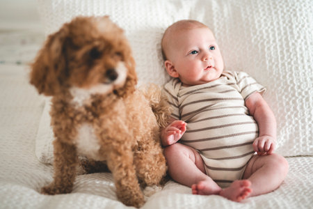 Cute small 1 month baby boy at home with Curly-Haired dog Toy Poodleの写真素材