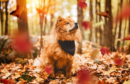 chow chow dog on autumn season on fall seasonの写真素材