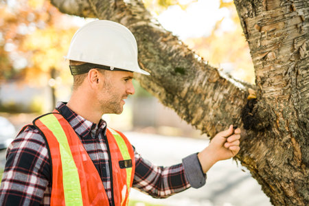 man holding a clipboard, inspect treeの写真素材