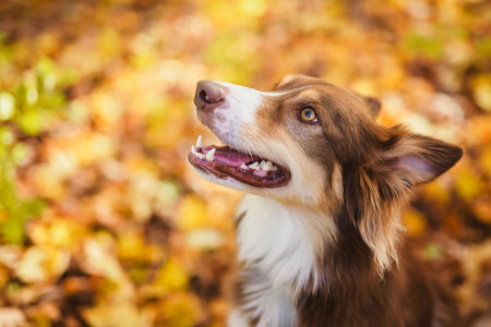 brown tricolor australian shepherd dog in fall seasonの写真素材