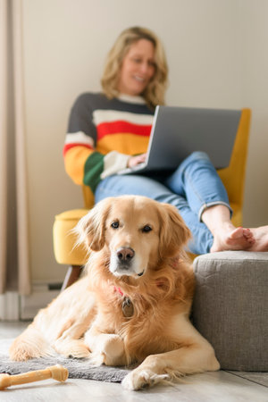 Portrait of woman using laptop computer with healthy golden retriever dog indoors in at home.の写真素材