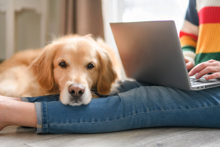 Portrait of woman using laptop computer with healthy golden retriever dog indoors in at home.の写真素材
