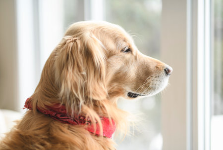 Portrait of happy healthy dog indoors in living room at home. Cute golden retrieverの写真素材